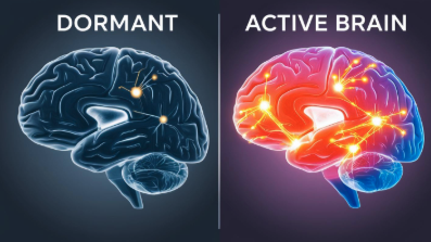 Comparison between dormant and active brain neural activity